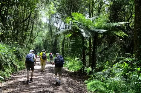 Montée sur Machame Camp (3000 m), à travers la forêt équatoriale, Kilimanjaro - Tanzanie