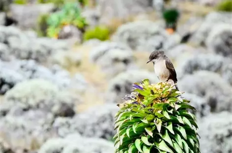 Oiseau sur une lobélies géantes, Kilimanjaro - Tanzanie