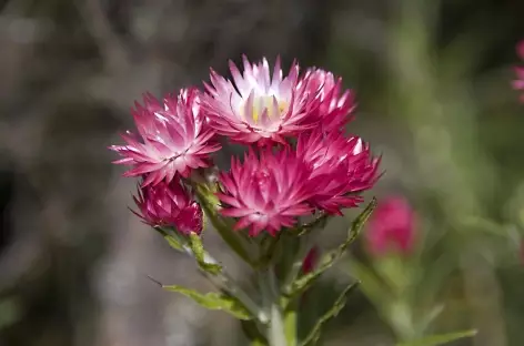 Flore de Kilimanjaro - Tanzanie