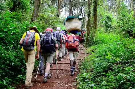 Montée sur Machame Camp (3000 m), à travers la forêt équatoriale, Kilimanjaro - Tanzanie