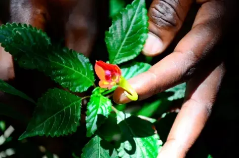 Impatiens du Kilimanjaro - Tanzanie