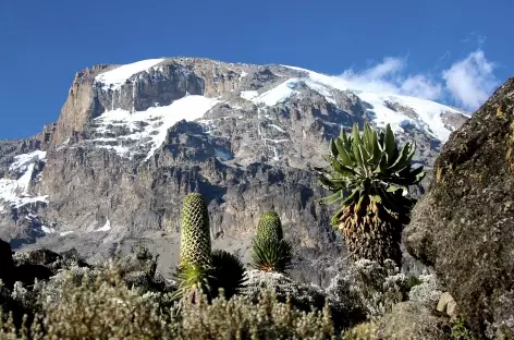 Versant sud du Kili, camp de Barranco (3950 m), Kilimanjaro - Tanzanie