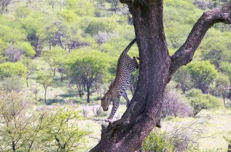 Léopard, Parc national du Tarangire - Tanzanie - 