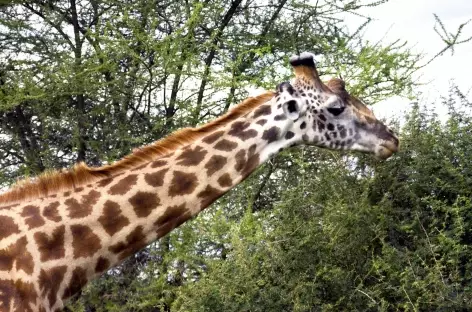 Girafe dans le Parc national du Tarangire - Tanzanie - 