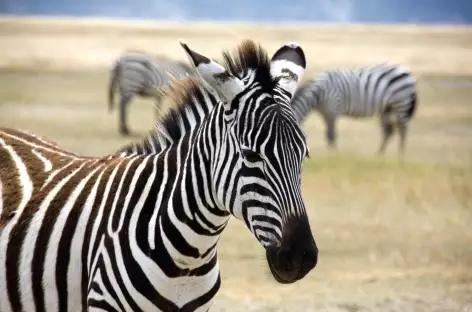 Safari au Ngorongoro - Tanzanie - 