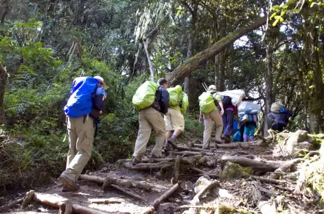 Montée à Machame Hut, dans la forêt luxuriante, Kilimanjaro - Tanzanie