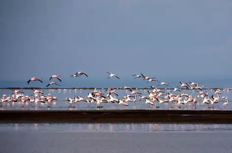 Flamants roses du Lac Natron - Tanzanie