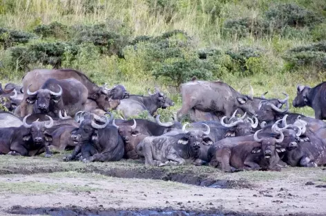Troupeau de buffles - Tanzanie - 