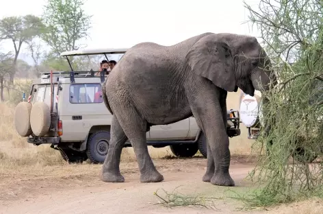 Rencontre en safari... - Tanzanie