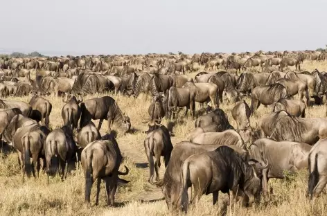 Troupeau de gnous - Tanzanie