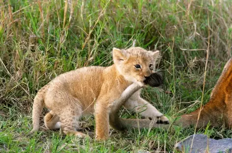 Jeune lionceau - Tanzanie - 
