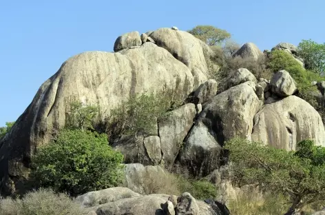 Kopjes granitiques du Serengeti - Tanzanie - 