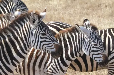 Zèbres, caldeira du Ngorongoro - Tanzanie - 