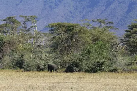 Dans la caldeira du Ngorongoro - Tanzanie