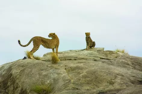 Guépards sur un kopje du Serengeti - Tanzanie