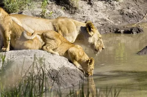 Lionne et son lionceau au bord de la rivière Seronera, Serengeti - Tanzanie - 