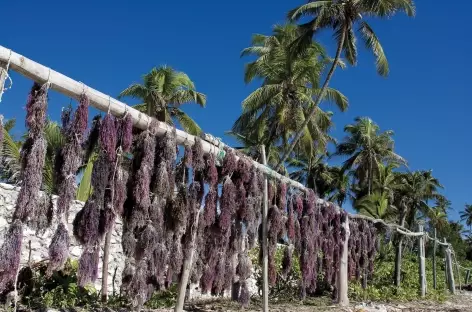 Algues séchées, côte est de Zanzibar - Tanzanie - 