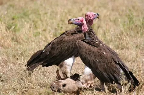 Le déjeuner des vautours - Tanzanie