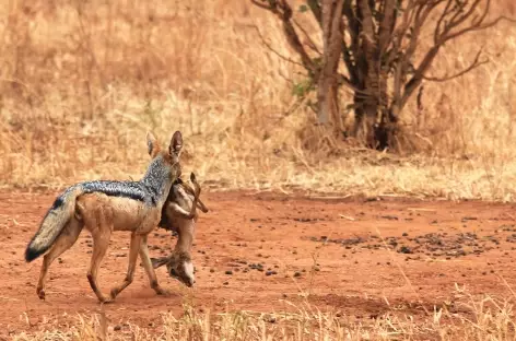 Chacal à chabraque - Tanzanie - 