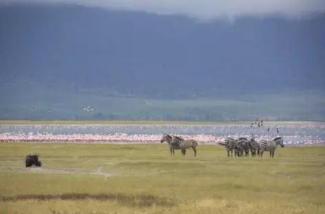 Dans la caldeira du Ngorongoro - Tanzanie - 