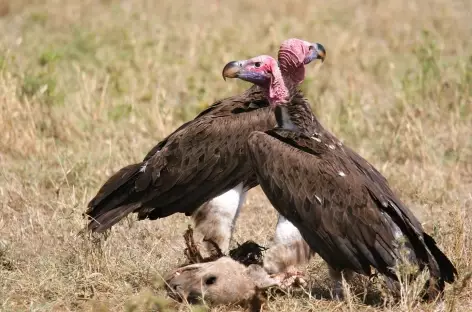 Le déjeuner des vautours - Tanzanie - 