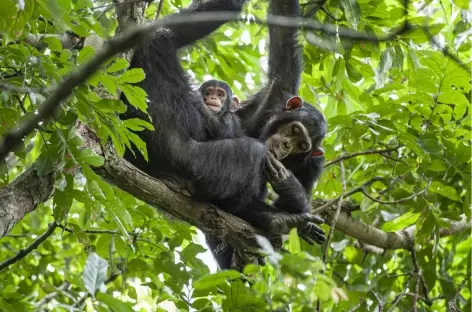 Chimpanzés sur un arbre dans le sanctuaire de Gombe en Tanzanie