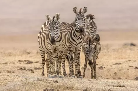 Zèbres dans le Ngorongoro - Tanzanie