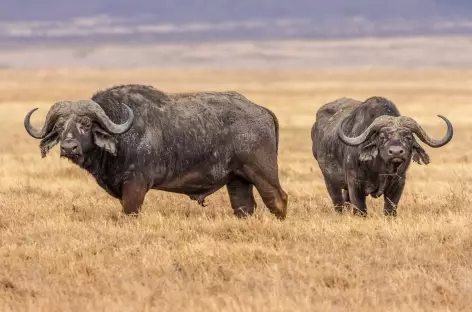 Buffles dans le Ngorongoro - Tanzanie