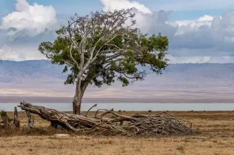 Caldeira du Ngorongoro - Tanzanie