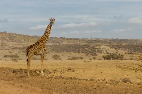 Girafe dans le Serengeti - Tanzanie