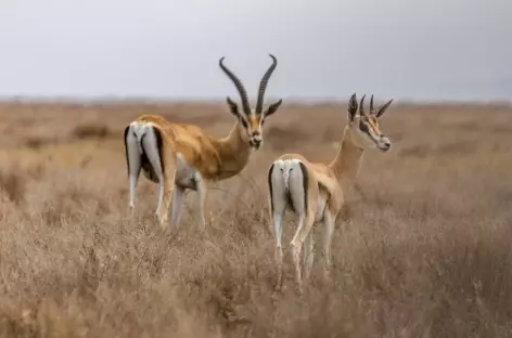 Impalas - Tanzanie