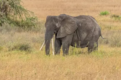 Eléphant - Tanzanie