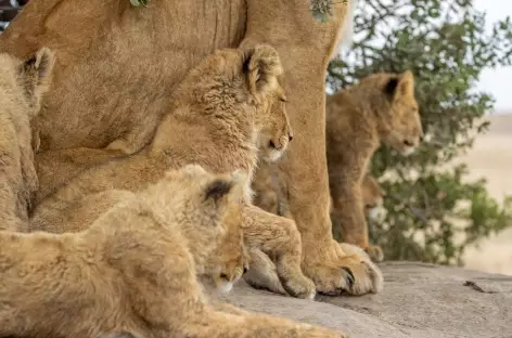 Lionceaux - Tanzanie