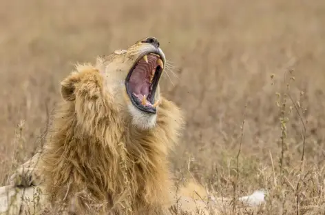 Lion - Tanzanie - 