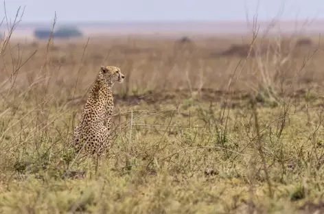 Guépard à l'affût - Tanzanie