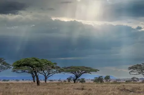 Belles lumières dans le Serengeti - Tanzanie