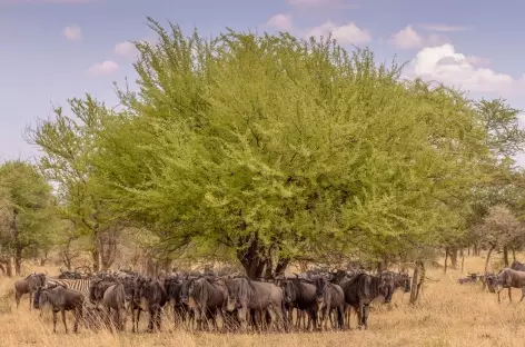 Troupeau de gnous dans le parc du Serengeti - Tanzanie