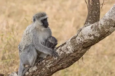 Vervets - Tanzanie