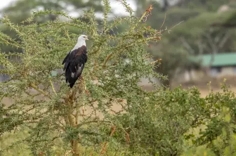 Aigle pêcheur - Tanzanie