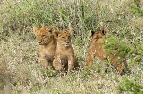 Lionceaux - Tanzanie - 