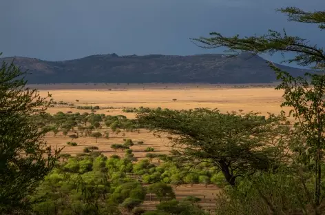 Savane du Serengeti - Tanzanie