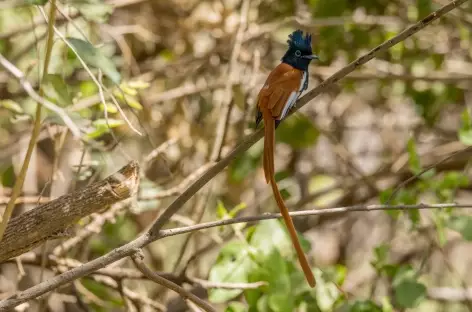 Tchitrec de paradis - Tanzanie