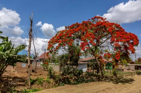 Sur la route entre Arusha et Karatu - Tanzanie