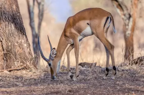 Impala - Tanzanie