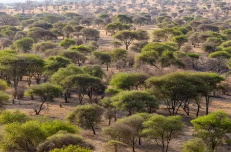 Parc national du Tarangire - Tanzanie