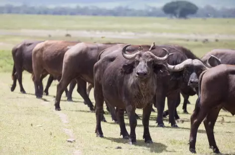 Troupeau de buffles - Tanzanie