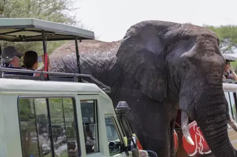 En safari - Tanzanie