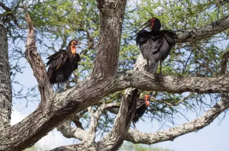 Calaos terrestres - Tanzanie