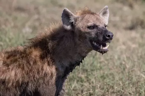 Hyène tacheté - Tanzanie