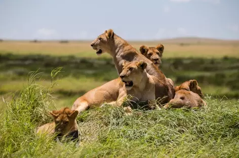 Lionnes - Tanzanie